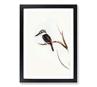 Halcyon Kingfisher by Elizabeth Gould Framed Print | A2 Black Framed Wall Art | Ready to Hang | Modern Nature Picture | Living Room Bedroom Lounge Office