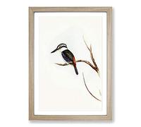 Halcyon Kingfisher by Elizabeth Gould Framed Print | A2 Oak Framed Wall Art | Ready to Hang | Modern Nature Picture | Living Room Bedroom Lounge Office