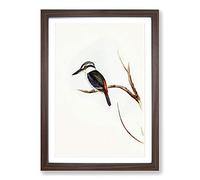 Halcyon Kingfisher by Elizabeth Gould Framed Print | A2 Walnut Framed Wall Art | Ready to Hang | Modern Nature Picture | Living Room Bedroom Lounge Office