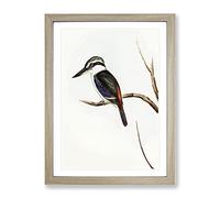 Halcyon Kingfisher By Elizabeth Gould Vintage Framed Print | A2 Oak Framed Wall Art | Ready to Hang | Classic Nature Picture | Living Room Bedroom Lounge Office