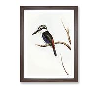 Halcyon Kingfisher By Elizabeth Gould Vintage Framed Print | A2 Walnut Framed Wall Art | Ready to Hang | Classic Nature Picture | Living Room Bedroom Lounge Office