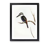 Halcyon Kingfisher By Elizabeth Gould Vintage Framed Print | A3 Black Framed Wall Art | Ready to Hang | Classic Nature Picture | Living Room Bedroom Lounge Office