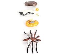 Halearo Life Cycle Figurines Educational Model Toy for Kids Learning 4 Stages Durable (#1)