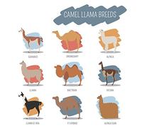 Half a Donkey Camel and Llama Breeds - Large Cotton Tea Towel