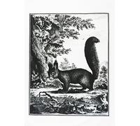 Half a Donkey Retro Style Hand Drawn Squirrel in the Woods - Large Cotton Tea Towel