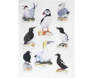 Half a Donkey Traditional Sea Birds Large Cotton Tea Towel