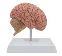 Half-Brain Nerve Anatomical Model with Base 1/2 Scale Human Brain Model Showing Cerebrovascular Supply, Cranial Nerves Human Torso Model