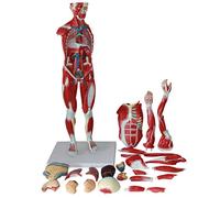 Half Size Human Muscle Model,Anatomical Muscle Body Model Human Muscle Figure Bone 27-Part Removable 1/2 Replica Human Muscle Model Training
