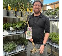 Half Standard Syringa meyeri 'Palibin' (Lilac) 3L (80-90cm inc. pot)