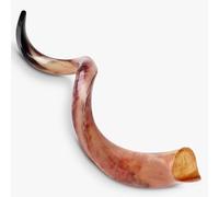 HalleluYAH Original Kosher Fully-Polished Kudu Shofar From ISRAEL