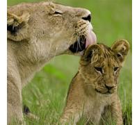 Hallmark - National Geographic Photographic Greeting Card, Lion Cub & Lioness Photo, Blank Inside