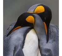Hallmark - National Geographic Photographic Open Greeting Card, King Penguins Embrace, Blank Inside