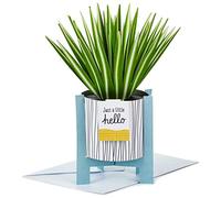 Hallmark Pop Up Card - Contemporary Spider Plant Design