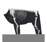 Halloween Costumes for Dogs, Dog Skeleton Sweatshirt, Puppy Full Body Costume for Everyday Celebrations, Travel, Friends, Home