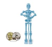 Halloween Jointed Skeleton Decoration, Magnetic Skeleton Action Figures, Skeleton Multi-Jointed Decoration, Mova Plastic