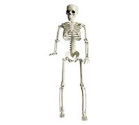 Halooween T Shirt for Women Halooween Toy Halloween Skeleton Decorations Full Body Halloween Skeleton With Movable Joints For Best Halloween Decor Big Ornament Transformer Ornament (Beige, One Size)