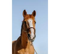Halter and lead rope set for horse Norton Suède