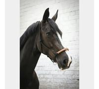 Halter for American Ethological Horse Pénélope