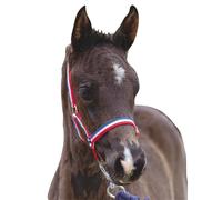 Halter for foal Roma Foal