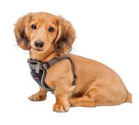 Anatomy Puppy Harness Grey - X Small