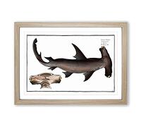 Hammerhead Shark by M.E. Bloch Framed Print | A2 Oak Framed Wall Art | Ready to Hang | Modern Animal Picture | Living Room Bedroom Lounge Office