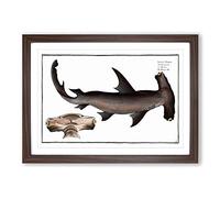 Hammerhead Shark by M.E. Bloch Framed Print | A2 Walnut Framed Wall Art | Ready to Hang | Modern Animal Picture | Living Room Bedroom Lounge Office