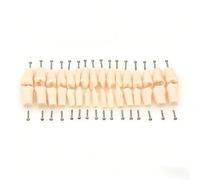 HAMModel 32Pcs Removable Typodont Teeth - Premium Dental Teaching & Study Tool, Universal Fit for Standard Models, Realistic Design for Students & Educators