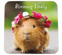 Hammond Gower Funny Coaster - Guinea Pig Design - Joke Reads 'Blooming Lovely' - Cork-Backed Coaster Suitable for Men or Women
