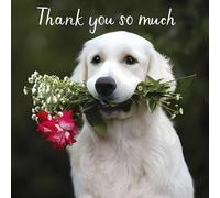 Hammond Gower Thank You Card - Thank You Card with Cute Labrador Dog with Floral Bouquet Design and Gem Embellishments