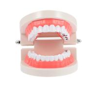 HAMPPLIES Caries Model Interactive Tooth Brushing Demonstration Tool for Early Education Safe Material Teaches Fundamental Oral Hygiene Skills for Parent Communication