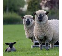 Hampshire Down Sheep Greeting Card with sound