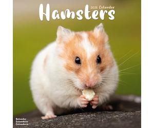 Hamsters 2026 Calendar | Square Wall Calendar | Animal Gift | Plastic Free Packaging | by Avonside Publishing