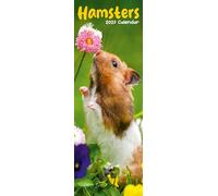 Hamsters Slim 2027 Calendar | Slimline Wall Calendar | Animal Gift | Plastic Free Packaging | by Avonside Publishing