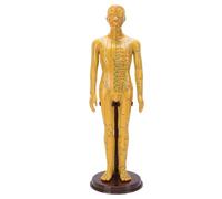 Hamwesh 52cm Acupuncture Model, Full Body Human Acupuncture Point Model with Base, Male Female Chinese Teaching Acupoint Mannequin for Student Teaching Demonstration, Massage (Male)
