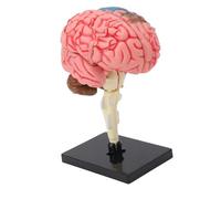 Hamwesh Brain Model, Highly Detailed Neuroanatomy Structure with Detachable Design Human Brain Model, Anatomical with Black Base for Professional Display in Teaching,