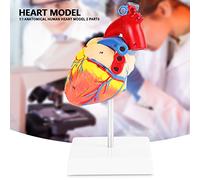 Hamwesh Life Size Human Heart Model, Anatomical Cardiovascular Study Tool with Removable Sections for Chambers Valves Vessels, for Patient Education Anatomy Demonstration
