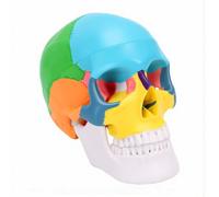 Hamwesh Skull Model, Detachable Brain Cross Section, 11.5cm | PVC, Classroom Labs, Home Study, Human Tool, Educators, Artists, Removable Brain Parts, Color Coding