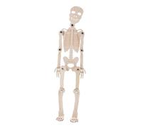 HANABASS 1Set Unfinished Human Skeleton Model DIY Educational Anatomy Prop for Classroom and Science Fairs Interactive Learning Tool for Parents to Explore Bone Structure