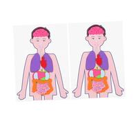 HANABASS 2 Sets Human Organs Models DIY Educational Teaching Aids for High-grade Cloth Material Cognitive Anatomy for Preschool Learning and Creativity Development