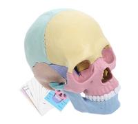 HANABASS Detachable Colored Skull Model Anatomy Teaching Tool for Palm Sized Human Skull Anatomy Model Interactive Learning Artistic Inspiration Material
