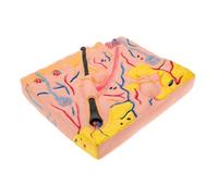 HANABASS Human Skin Anatomy Model Detailed Skin Physiology Model for Medical Biology Education Compact Portable Human Body Anatomy Teaching Aid for Classroom Laboratory Use