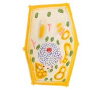 HANABASS Magnified Plant Cell Model for Middle School Biology Education Realistic Teaching Aid for Classroom Demonstrations and Science Exhibitions Enhances Understanding of Cell