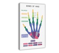 Hand Bones Human Anatomy Learn Anatomy Medicine Biology Homeschool Canvas Modern Poster Wall Art Prints Paintings Living Room Bedroom Decor 20x30inch(50x75cm)