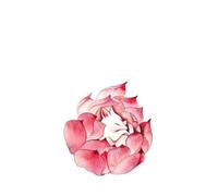 Hand-Drawn Monochrome Fox Temporary Tattoos Realistic, Waterproof, and Long-Lasting For Men Women 2 Pieces(Pink)