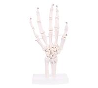 Hand Joint Anatomical Skeleton Model Human Medical Anatomy Study Tool Life Size Teaching Models in Education of The Gifted