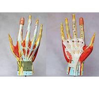 Hand Joint Model,Medical Anatomical Hand Skeleton Model with Ligaments, Muscles, Nerves And Arteries, 7-Part, Life Size,