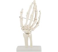 Hand Model Anatomy, Human Hand Skeleton Model, Fully Articulated Flexible Hand Skeleton Medical Anatomical Life-size Hand Joint Model For Medical Anatomy Teaching And Learning