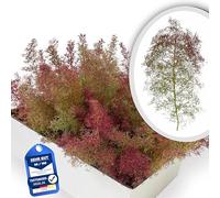 Hand-selected sea moss or sea foam, base size 25 x 20 x 15 cm, voluminous trees for almost all scales, high-quality shape and quality, model making, architecture, railway, landscape, sea moss