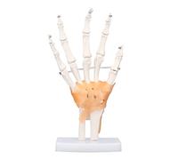Hand Skeleton Model Life Size, Human Hand Bone Model with Joints, PVC Hand Joint Model for Anatomy Study, Flexible Movement Demonstration on Stable Base for Medical Teaching