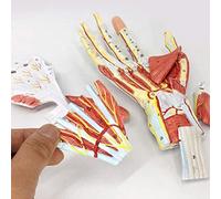 Hand Skeleton Model W/Muscles Ligaments Nerves And Blood Vessels Anatomica Model,7 Parts, Life Size, Magnetic Easy Mount
